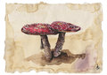 Amanita Muscaria