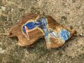 Sun Catcher - Malachite Kingfisher & fish