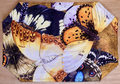 Place-Mats Set - Butterfly Migration