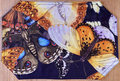 Place-Mats Set - Butterfly Migration