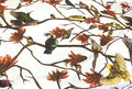 Coral Tree Table Cloth